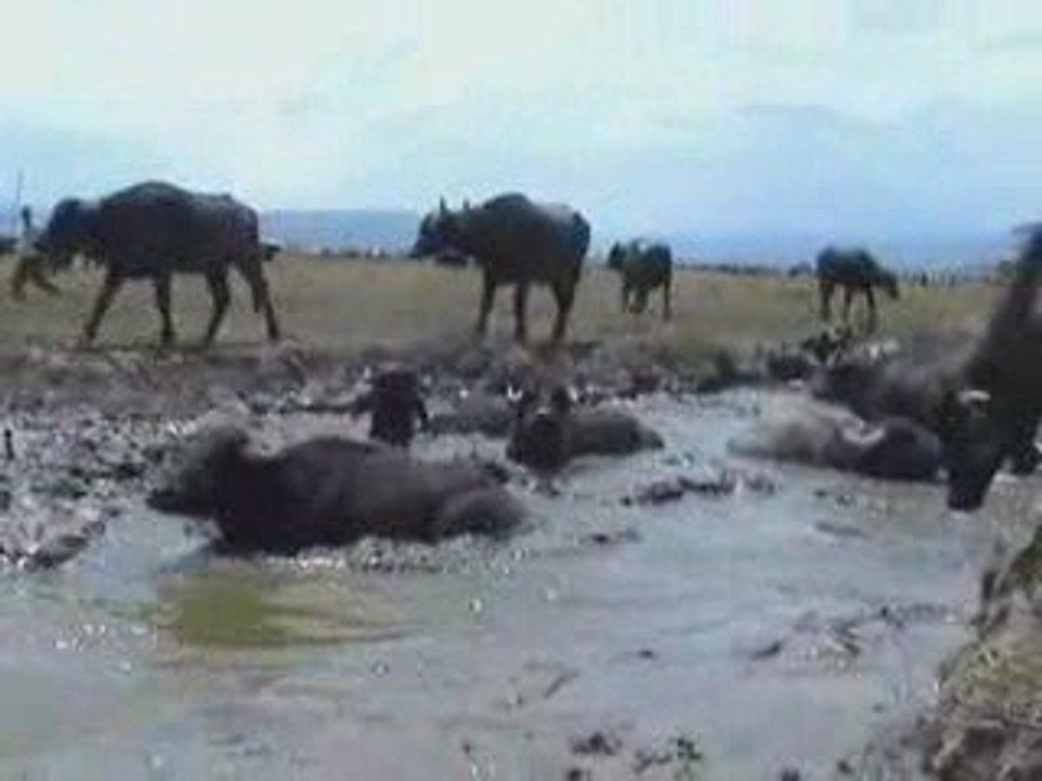 Manda  Malak Üretimi. Azmakta mandalar Bostancı Köyü Gönen