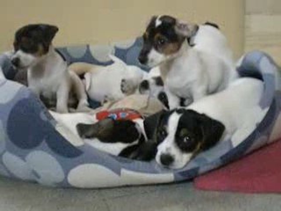 Les crapules et l'harmonica lol !