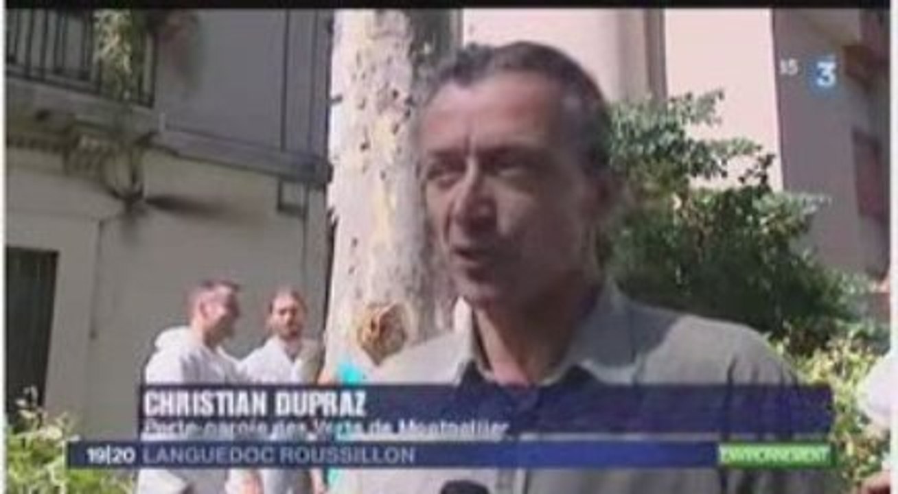 Les Verts de Montpellier empêchent l'abattage des platanes