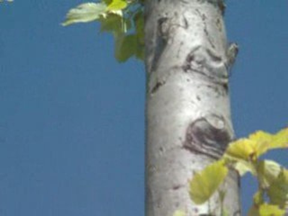 cigales amoureuses part1