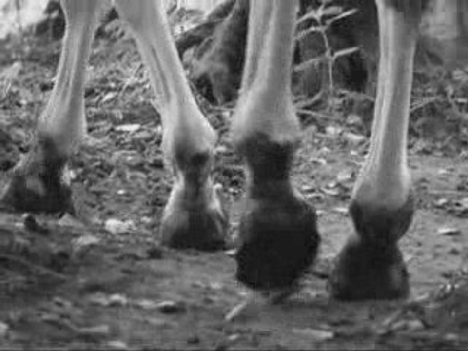 Une vie de cheval