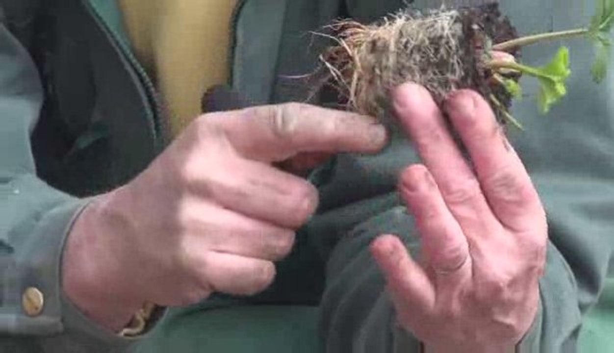 Mauvaises herbes ? Non, adventices !