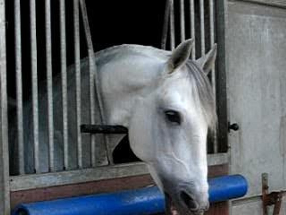 chevaux & enghien 089