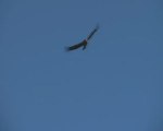 Flying Condors