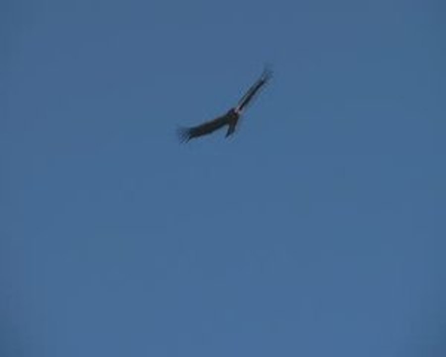 Flying Condors