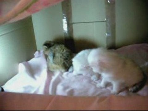 Les BB de Vladye à 26 jours