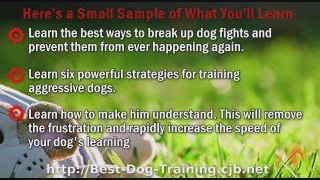 Dog Behavior Training