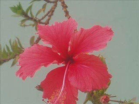 Disparus / Ras Gaindé Nouha and Vincé I