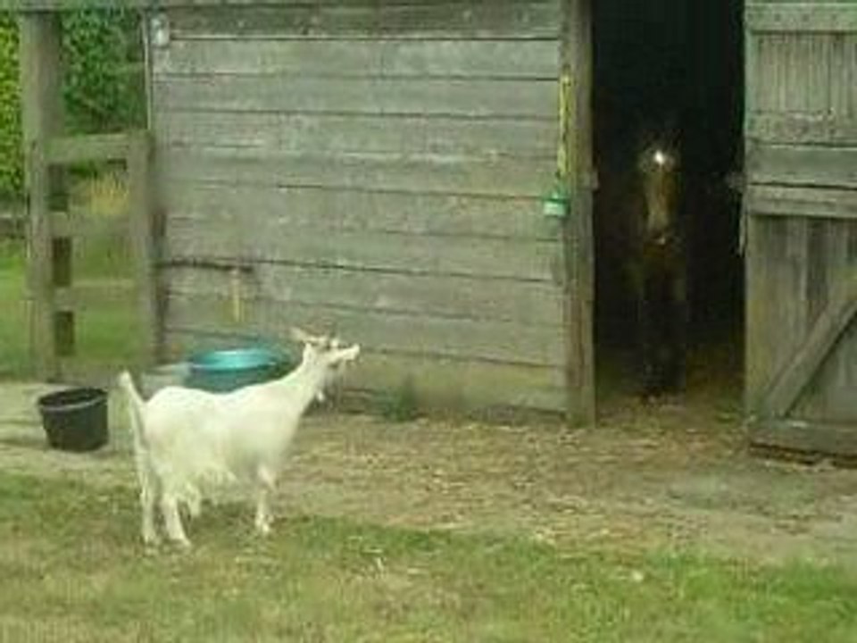 brebis waly et mwà 013