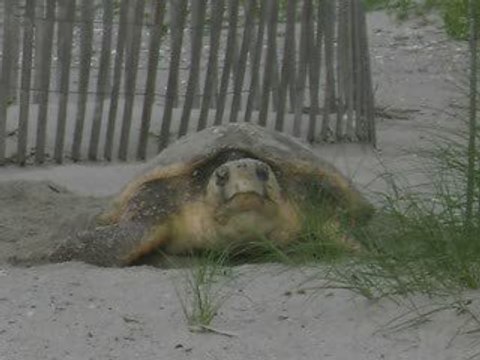 South Carolina Events Weekly 3009