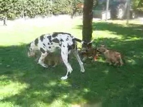 Djézabel des Varennes Mystiques et les bébés terriers