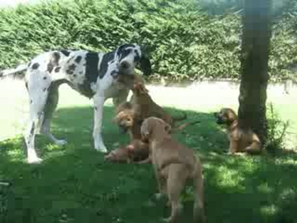 Djézabel et les petits terrier (2)