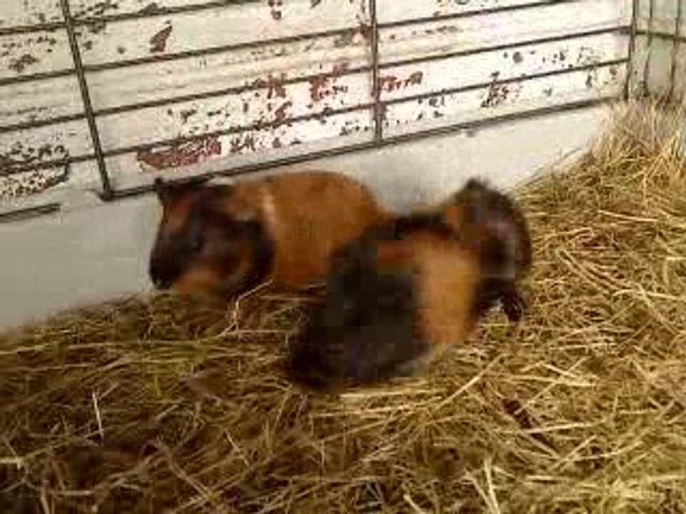 Bébés de Douce et Buster, nés le 06 07 09 .