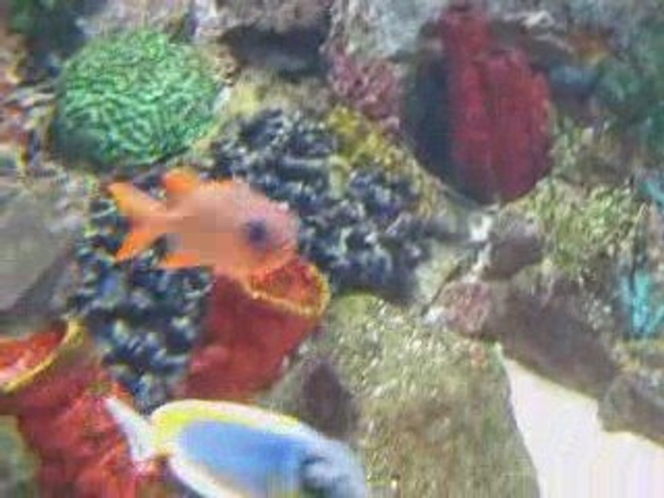 ACVARIUM BUDAPESTA 2009