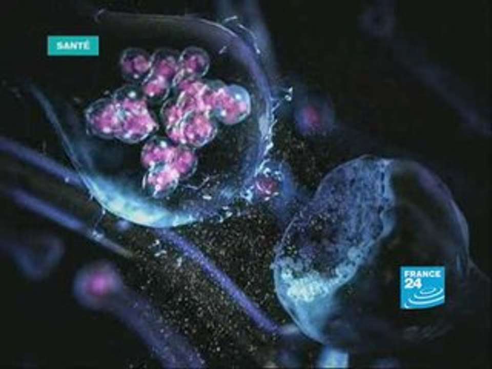 Santé: L'amour, un processus chimique ?