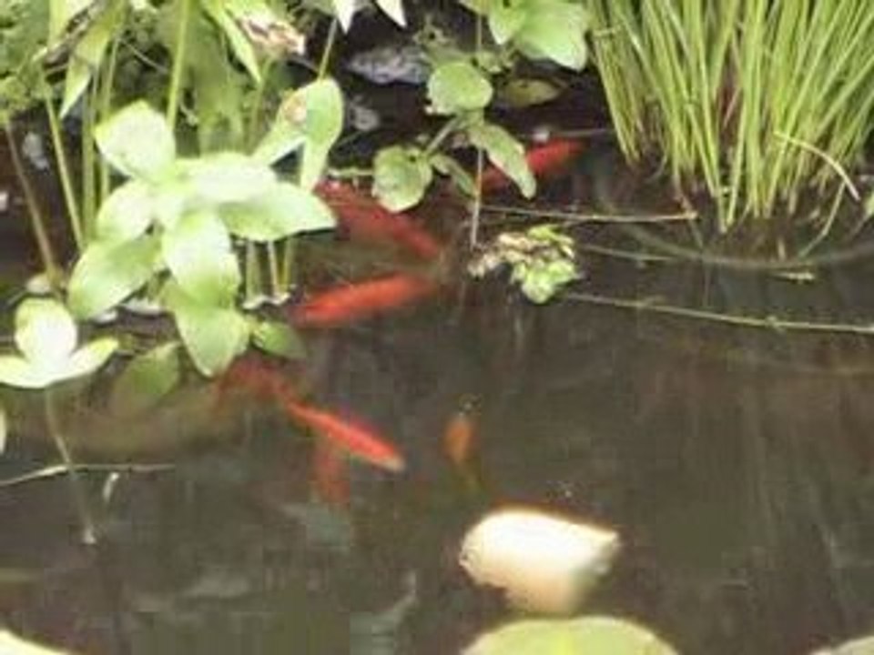 poissons rouges