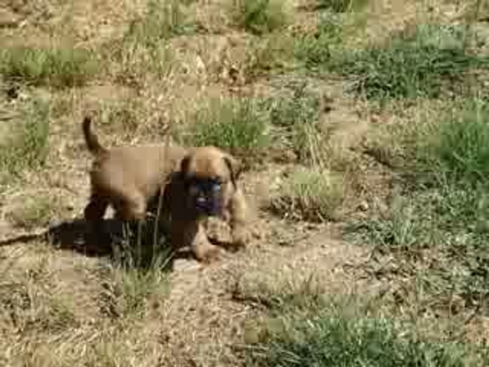 Mâle Fauve Boxer