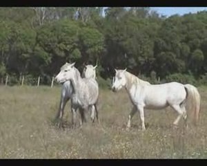 Patchak des prévots, étalon camargue