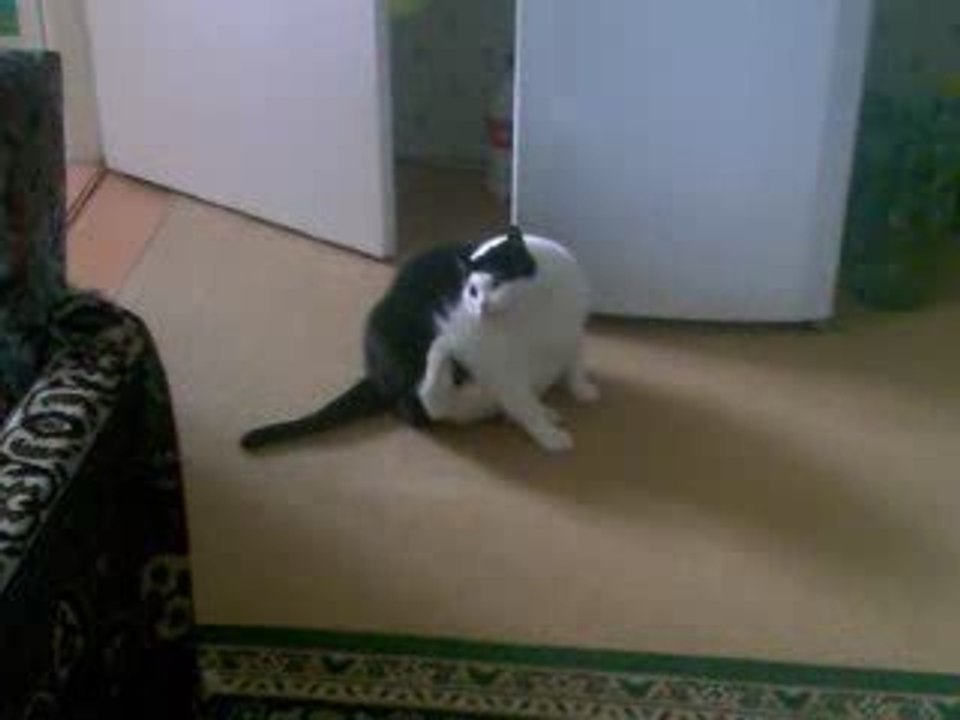 la patte trop courte :))