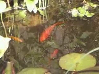 poissons rouges et noir