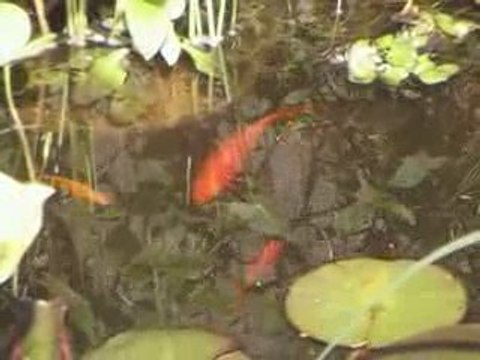 poissons rouges et noir