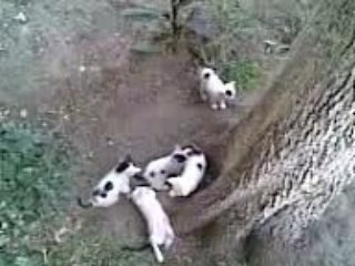 kedi yavruları büyüdü şimdi oynuyorlar