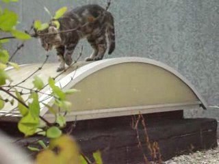 Chattanooga et l'inconnu noir et blanc 19 juillet 2009