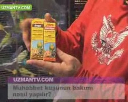 Muhabbet Kuşu, Muhabbet Kuşları, Hakkında Her şey