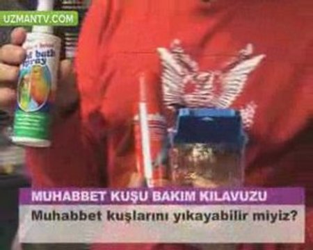 muhabbet kuşu, muhabbet kuşları, hakkında her şey