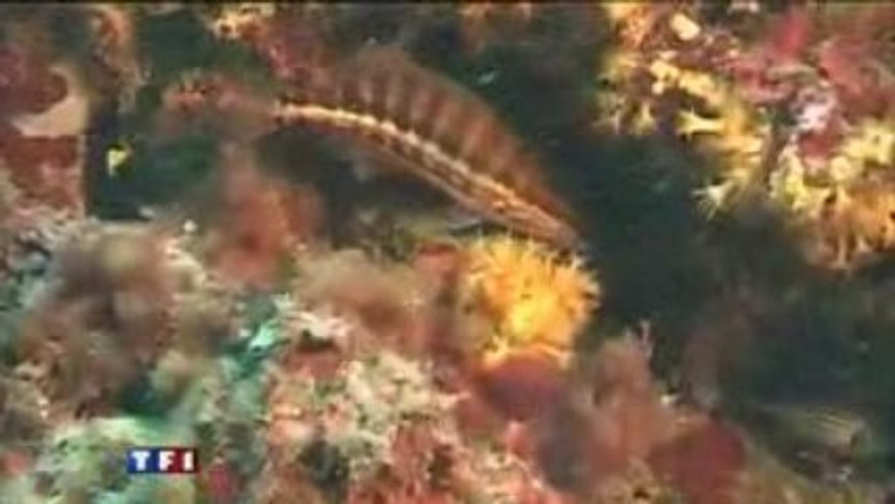 Une_chasse_au_tr_sor_dans_les_profondeurs_sous-marines_-_Vid