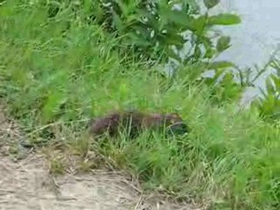 le rat des champs