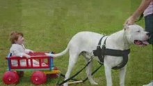 EL DOGO ARGENTINO