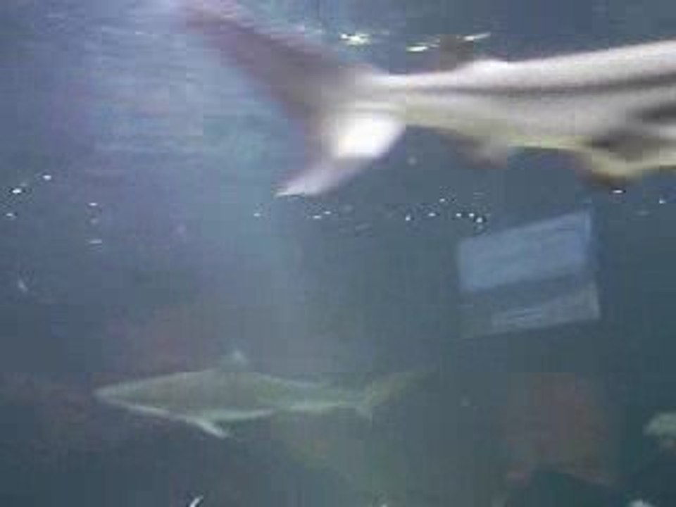 requins a pointe noires nausicaa