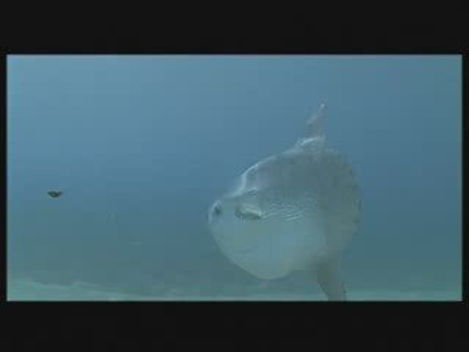 Mola-Mola, A la vie, A la mort