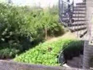 Saut dans les buissons