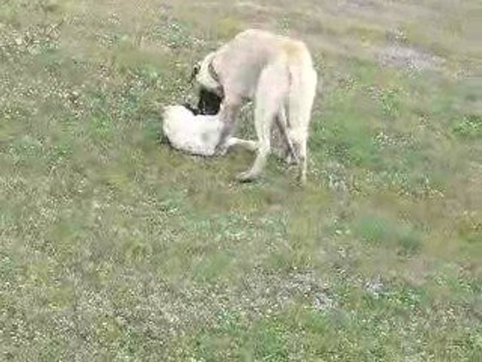 EĞRİCESU YAYLASINDA ÇOBAN KÖPEKLERİ SHOW