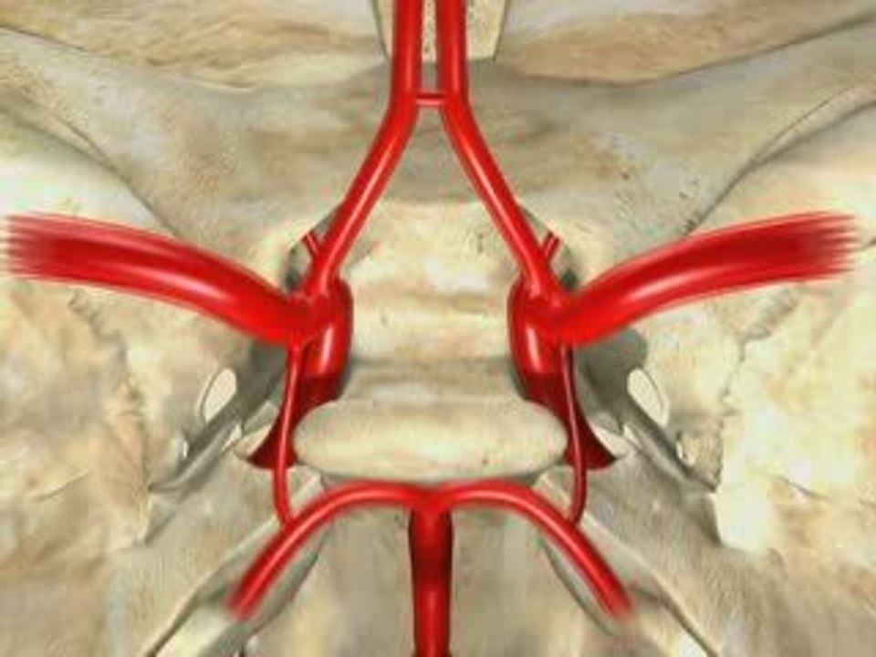 Vascularizacion cerebral