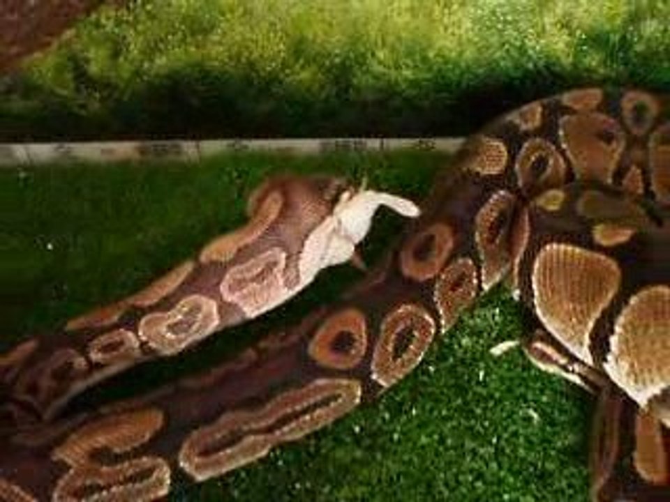 python royal H