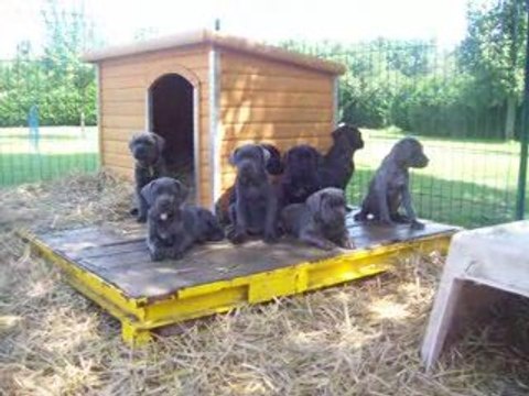chiots 6 semaines en video 001