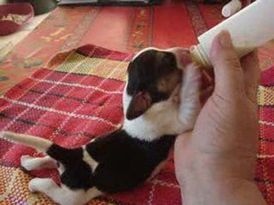 Chiot de trois jours au bibi ..