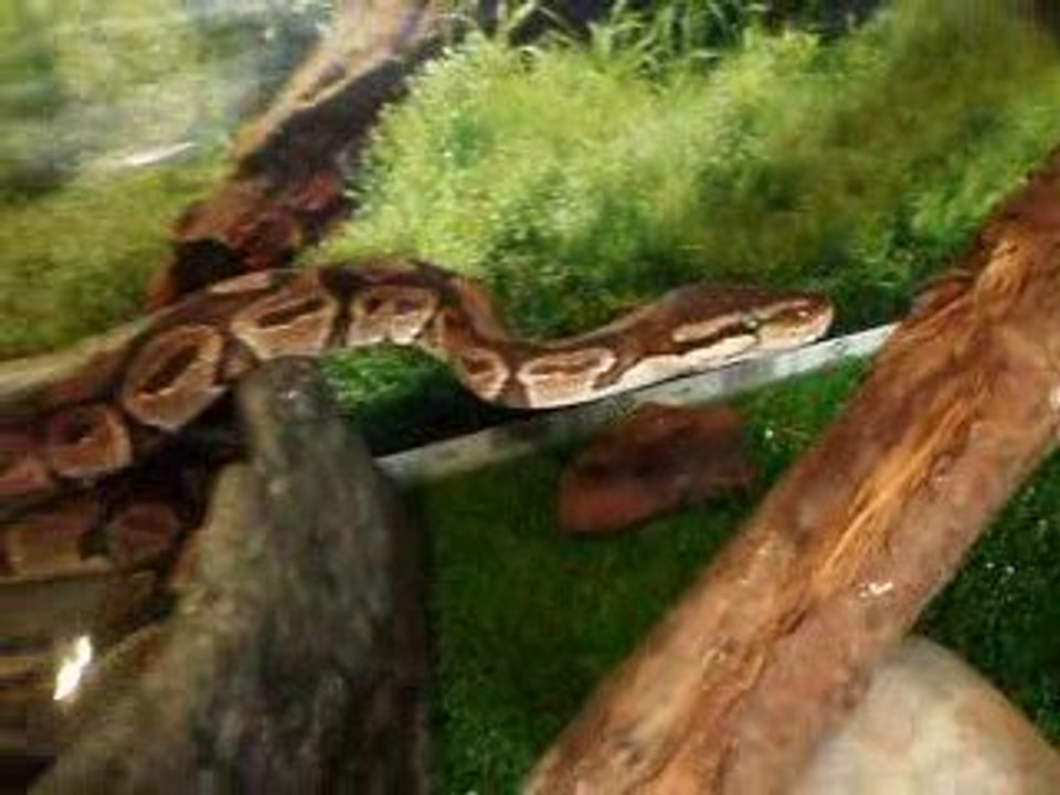 python royal He