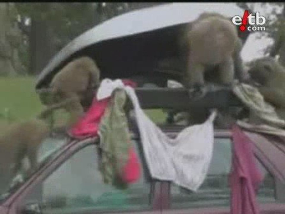 Monos ladrones