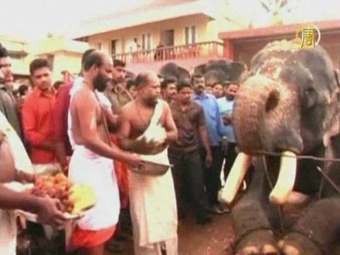 Внимание: слоны!