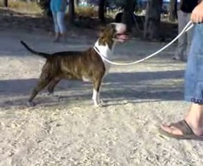 GRISSE BASSE TWICE AS NICE