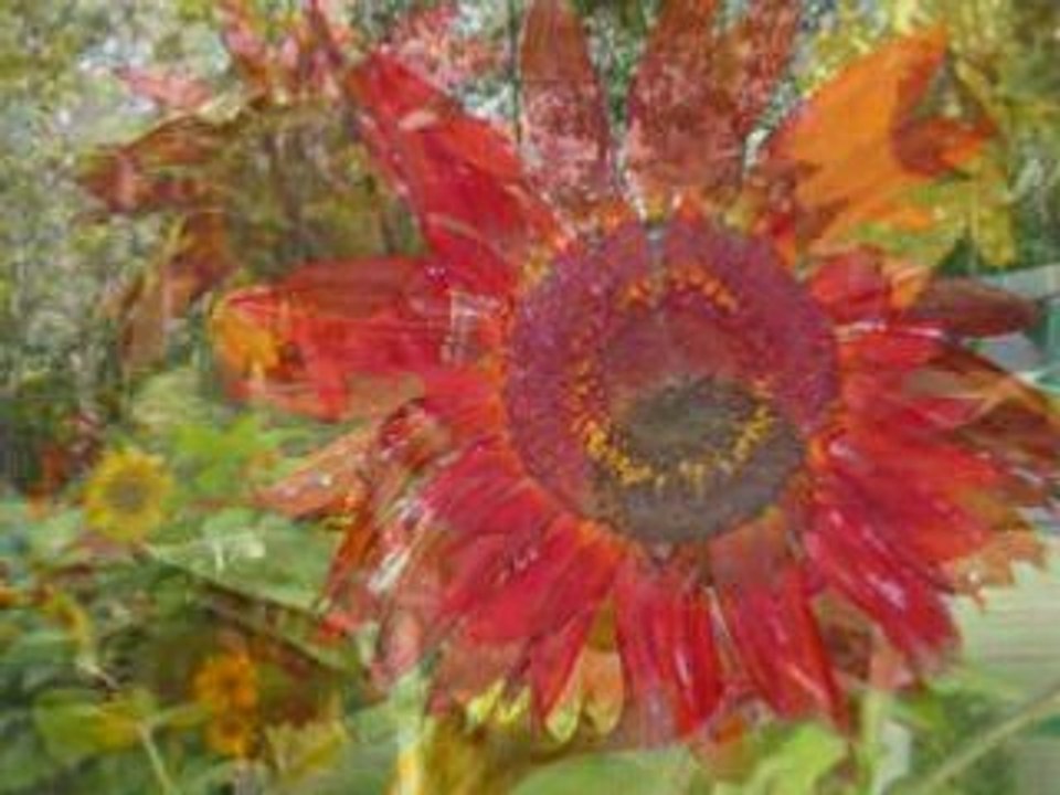 TOURNESOL, FLEUR DE MON COEUR