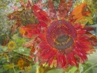 TOURNESOL, FLEUR DE MON COEUR