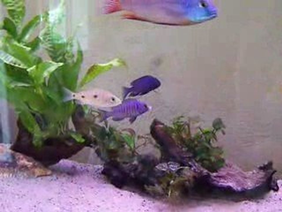 video m'doka 22 juillet 001