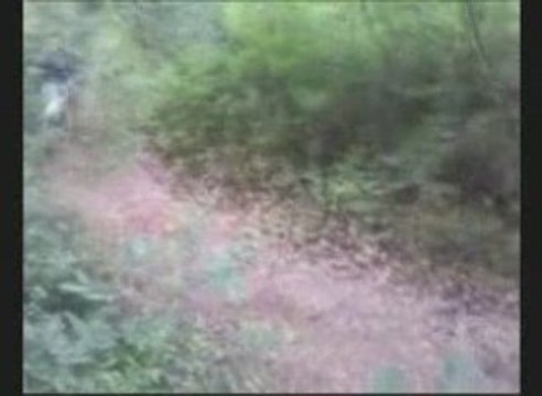 Un soir dans le bois 19.07.09