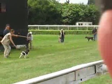 l'arrêt d'un chien de chasse