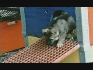 Como Comprar Un Cachorro Pastor Alemán